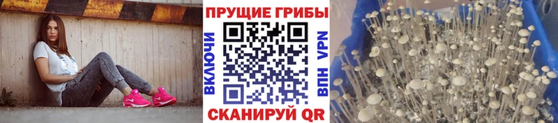 Псилоцибиновые грибы Psilocybine cubensis  Северодвинск 